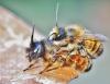 Osmia bicornis